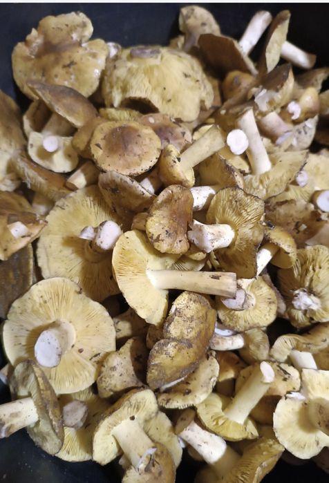 Sprzedam Gąski zielonki