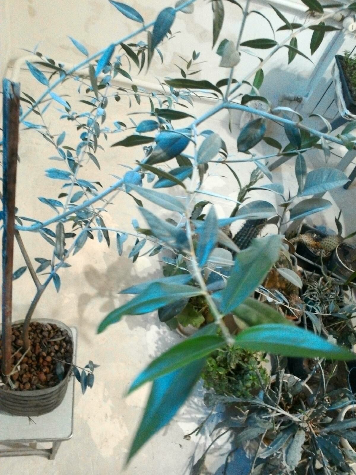 Оливка европейская. Комнатное растение. Черенки.