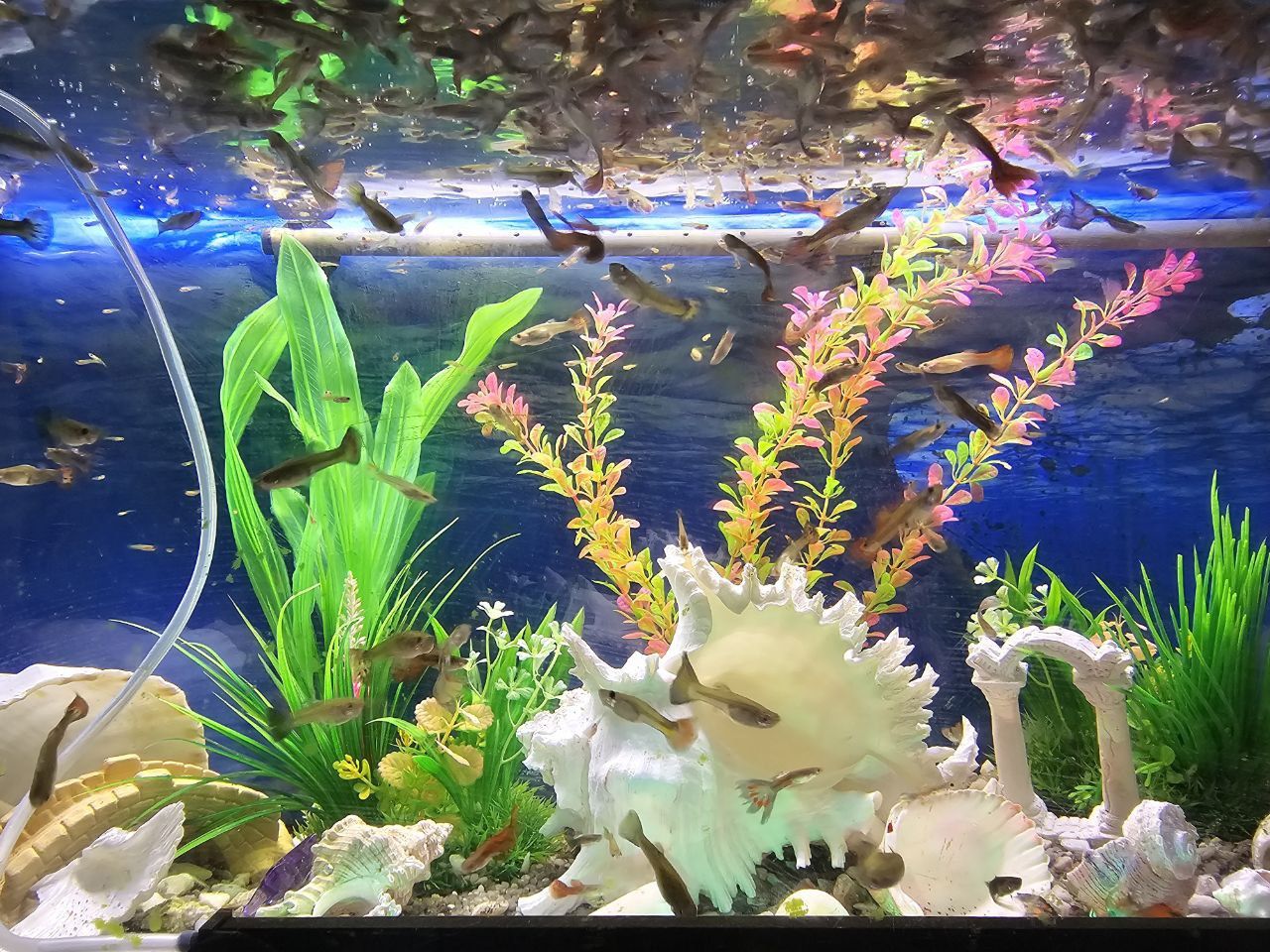 Vendo peixes Guppy por unid.