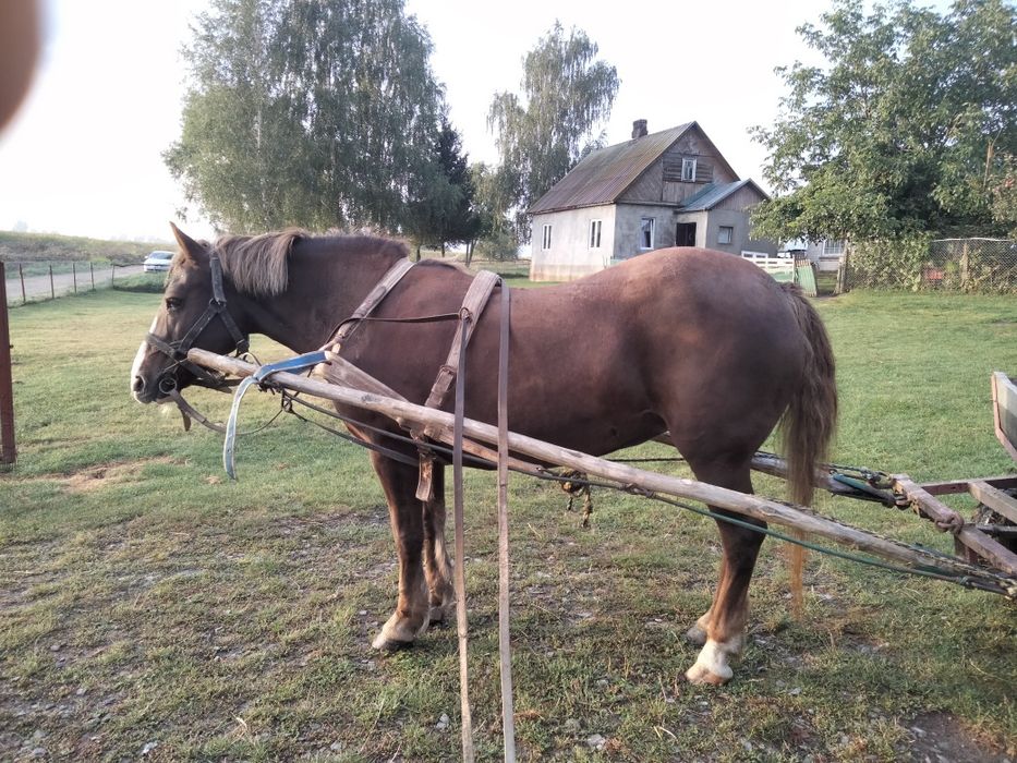 Sprzedam starszą klacz