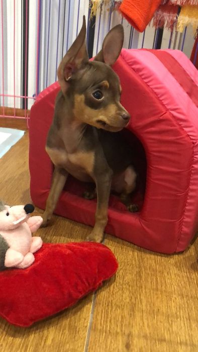 Элитные мальчики мини, 3мес., отЧемпионов! Док.КСУ,чип,привиты!