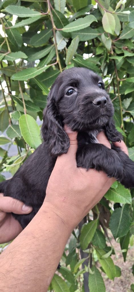 Cocker Spaniel Angielski piękny piesek