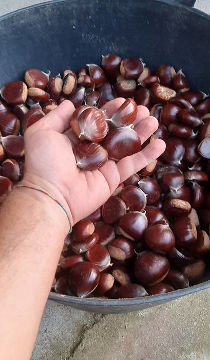 Castanha de qualidade Amarelal