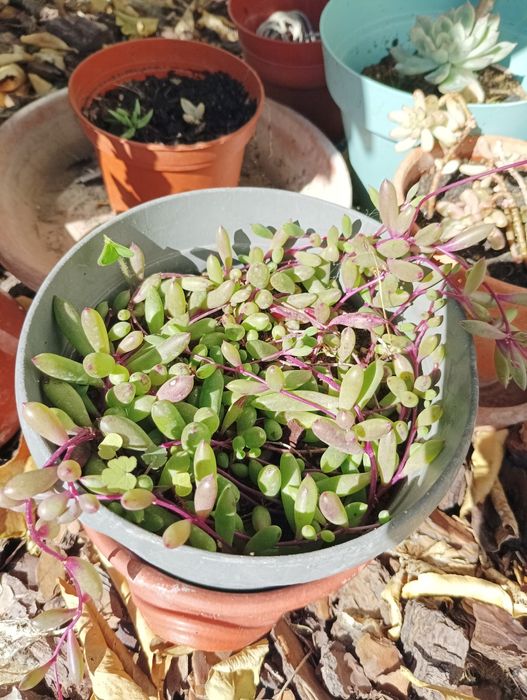 Plantas todas está a venda