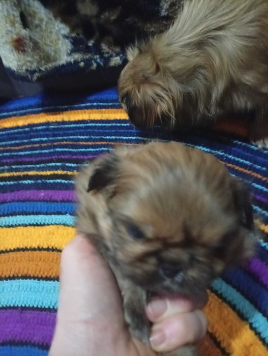 Пікінеси хлопчики