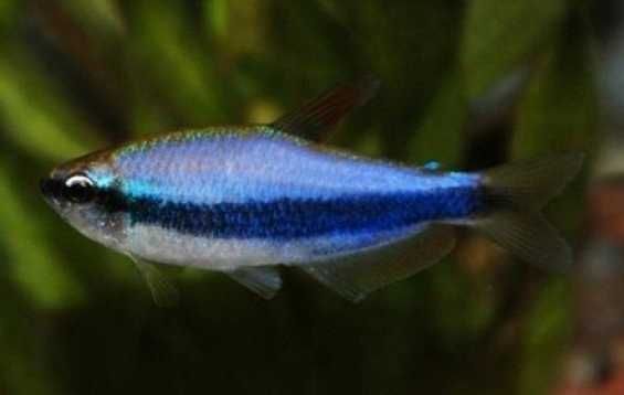 Tetra Kerii - Królewska