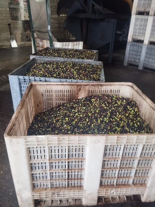 Azeite novo 0,04 décimas acidez