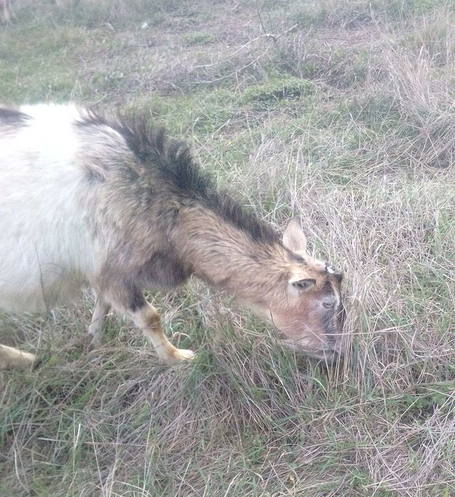 Продам козу котную.