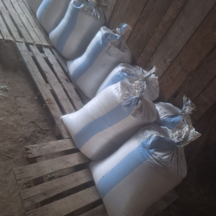 Naprawdę bardzo ładny jeczmien jary okazja!! dopiero pierwszy rok