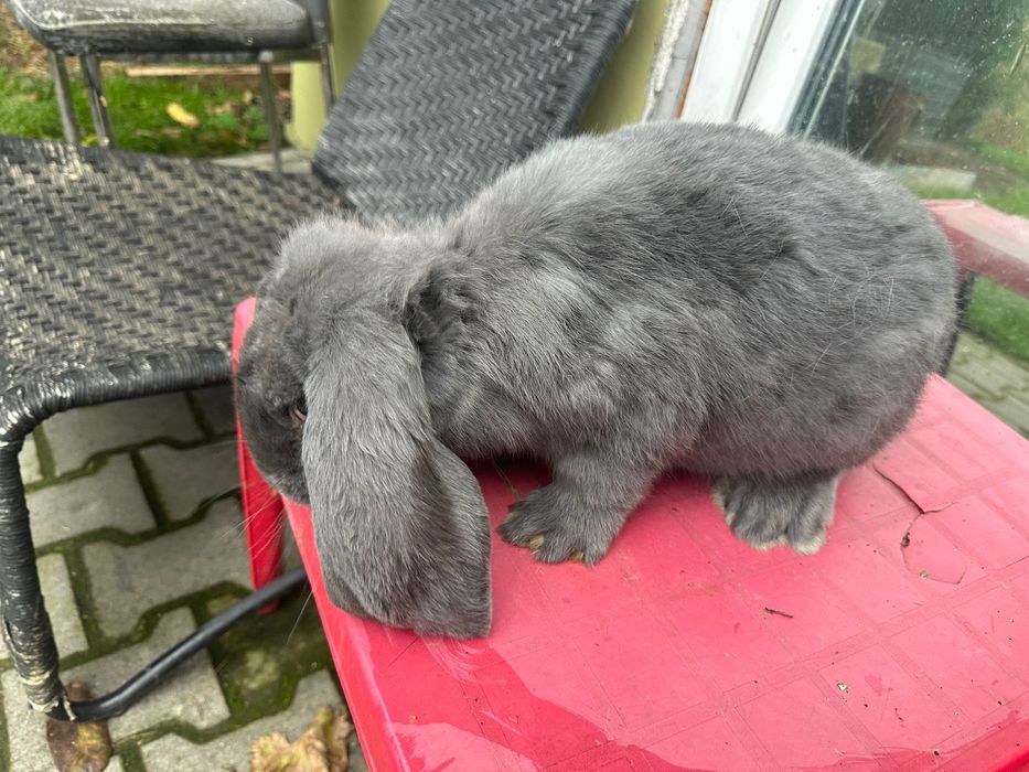 Sprzedam króliki barany francuskie niebieskie