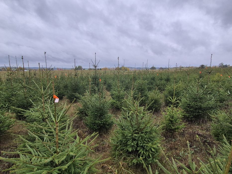 Choinki Świerk Pospolity