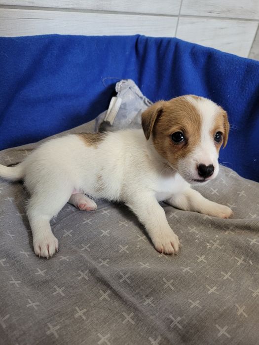 Jack Russell Terrier Maluszek Piękny