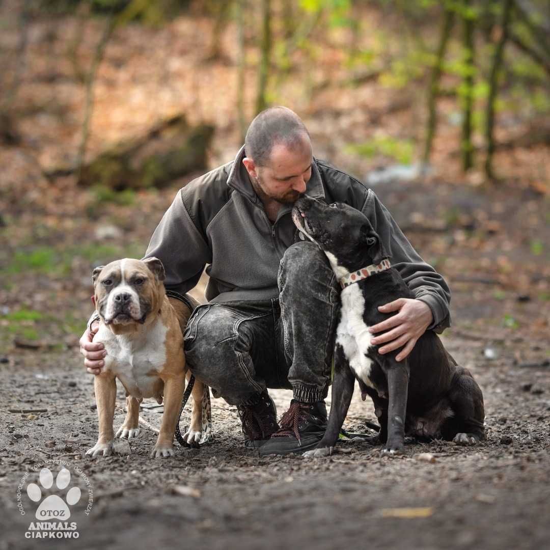 Ruda szuka doświadczonego domu! OTOZ Animals Schronisko Ciapkowo