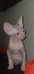 Venda gata sphynx