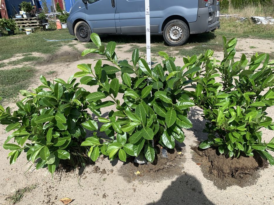 Laurowiśnia wschodnia duże okazy 4szt. 80 zł.