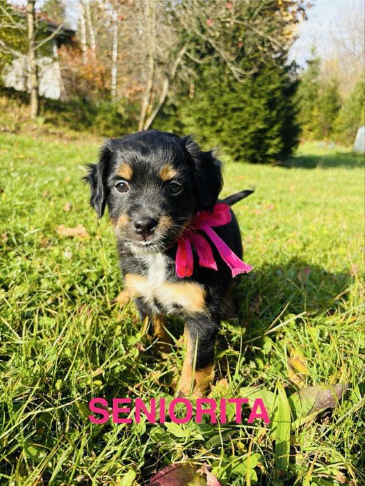 Rika  Asa Seniorita Czarna