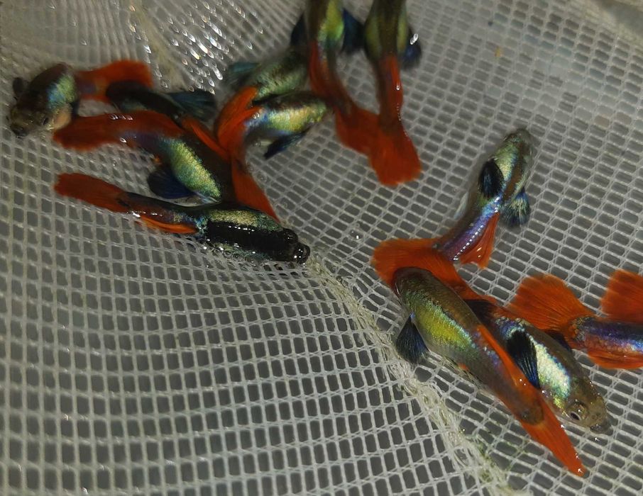 Gupik odmiana BLUE HEAD RED TAIL - Poecilia reticulata - dowóz