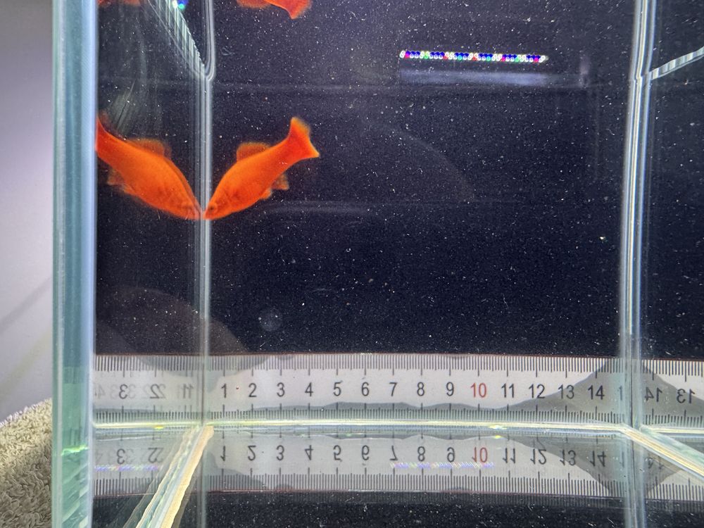 Mieczyk Red Alpga , Ruby red , Hamburg , Marble red King Lira