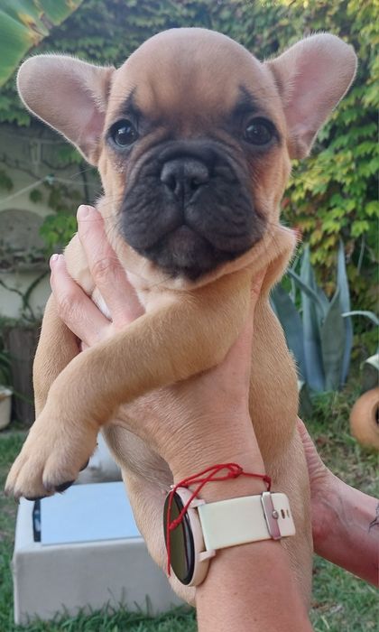 Bulldog francês red fawn