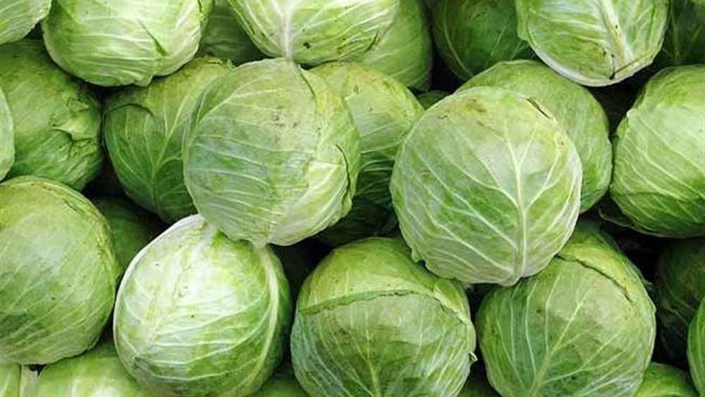 Продаю капусту, сорт Бірюза