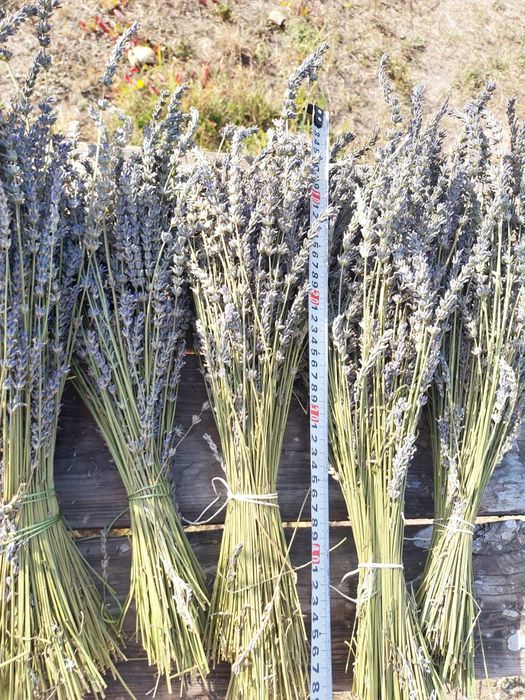 Лаванда букет сушена