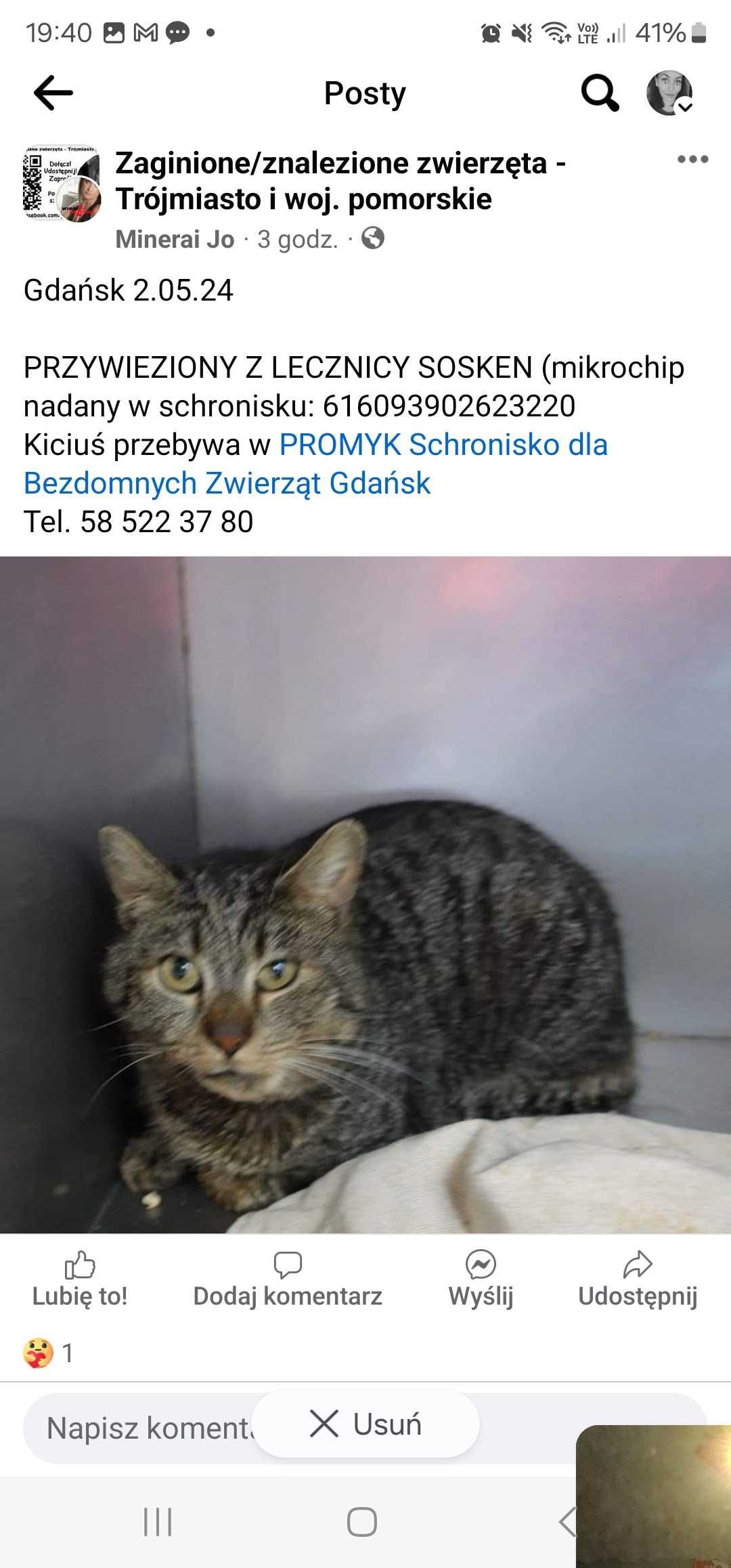 Kot znaleziony w Gdańsku