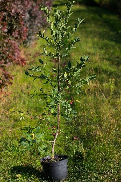 Trzmielina Pospolita (Euonymus Europaeus) wysokość 50-70 cm, donica 2l