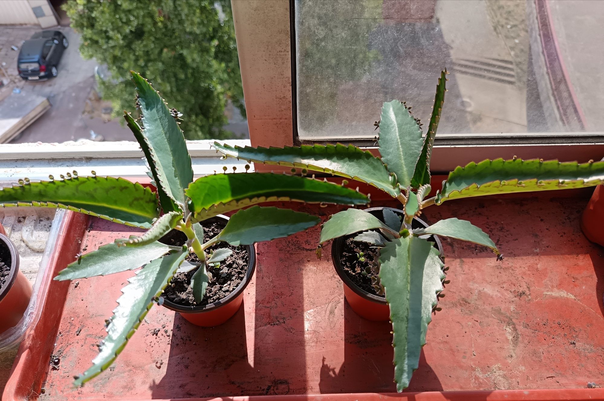 Planta Mãe de milhares