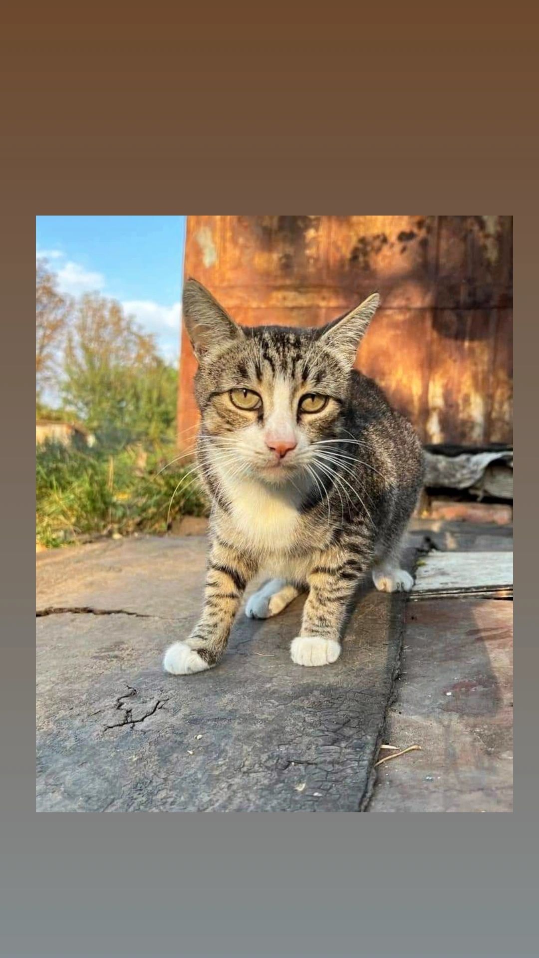 Отдам кошку лесного окраса, 5 лет, стерилизована