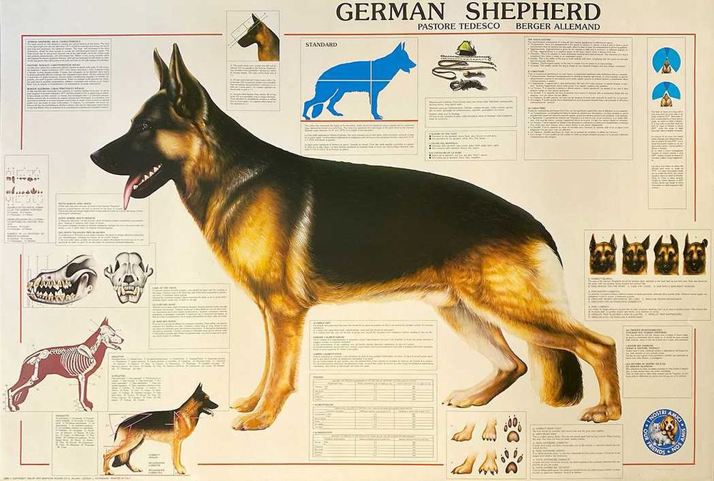 Poster Pastor Alemão - Novo
