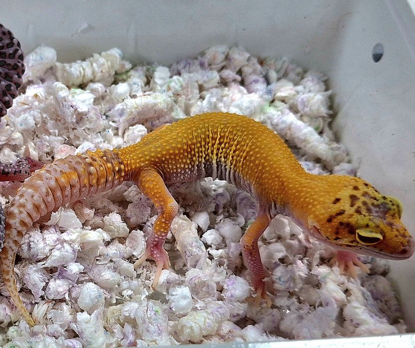 Gekony lamparcie samce