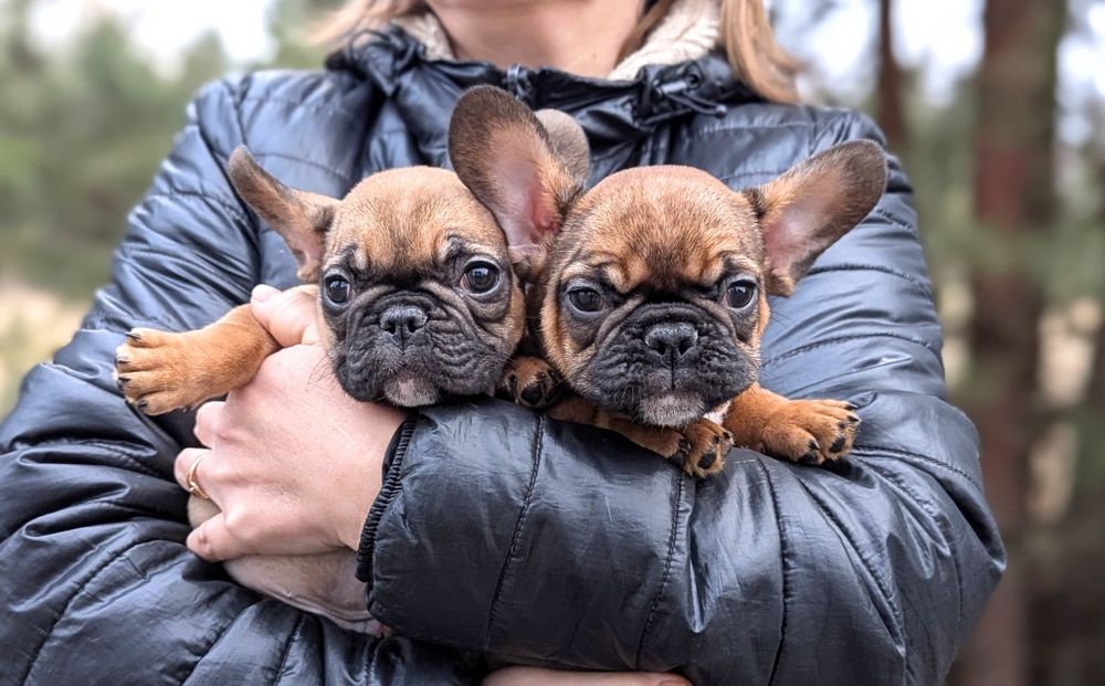 Щенки французького бульдога с документами КСУ