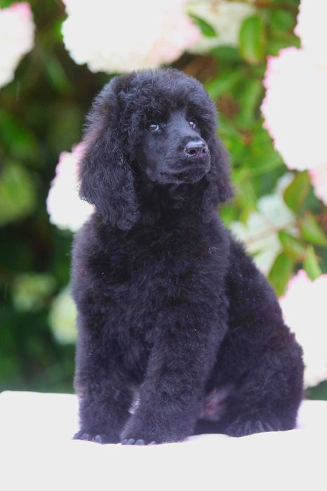 Pudel królewski duży Czarny Samiec Nero Standard Poodle Black 15 tyg