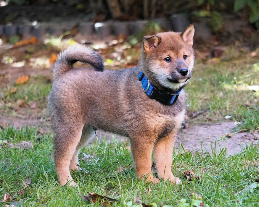 shiba inu czerwony piesek szczeniaczek
