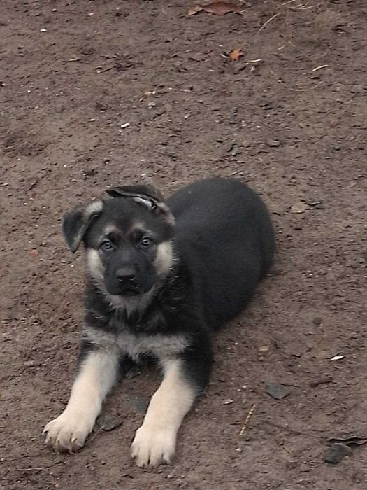 Щенки овчарки 1,5 месяца