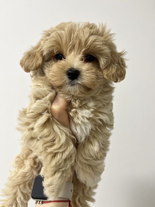 Мальтіпу F1 дівчата і хлопчик. Ціна реальна