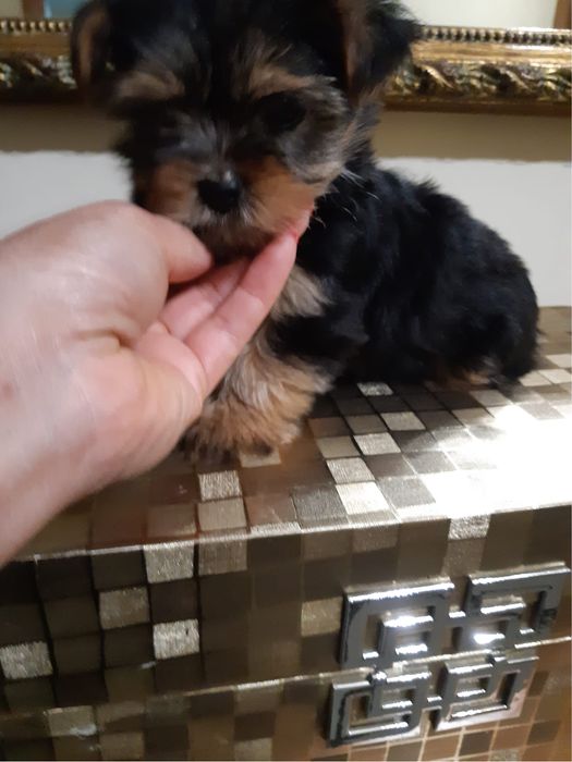 Yorkshire  Terrier menina
