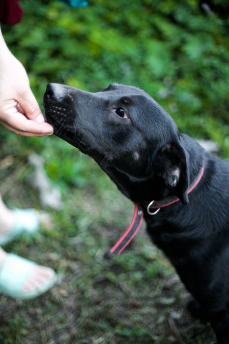 Зевс хоче бути домашнім!