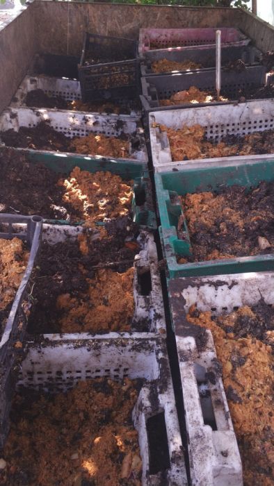 Хробаки для риболовлі та виробництва біогумусу