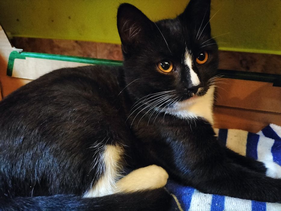 Oddam kociaki za darmo