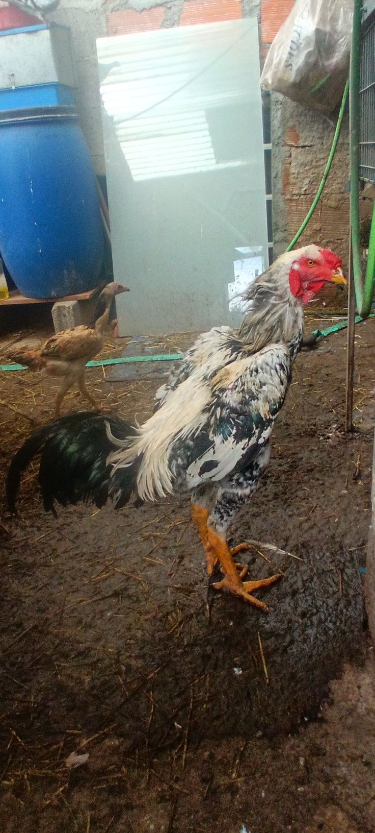 Galinhas Índio Gigante