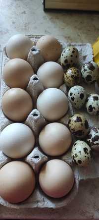 Jaja jajka przepiórcze  i kurze spożywcze świeże