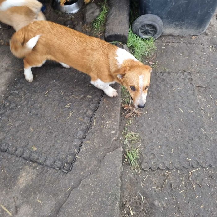 oddam pieski kundelki