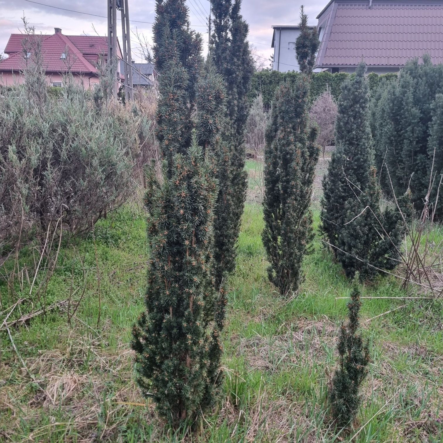 Cisy duze 1.5-2m