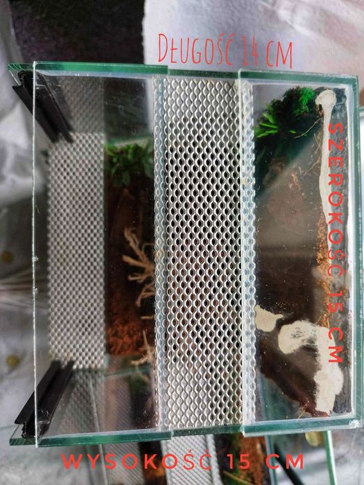 Terrarium 15 cm 14 cm 15 cm dla np pająka
