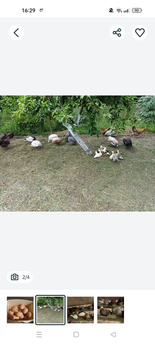 Jajka lęgowe perliczek