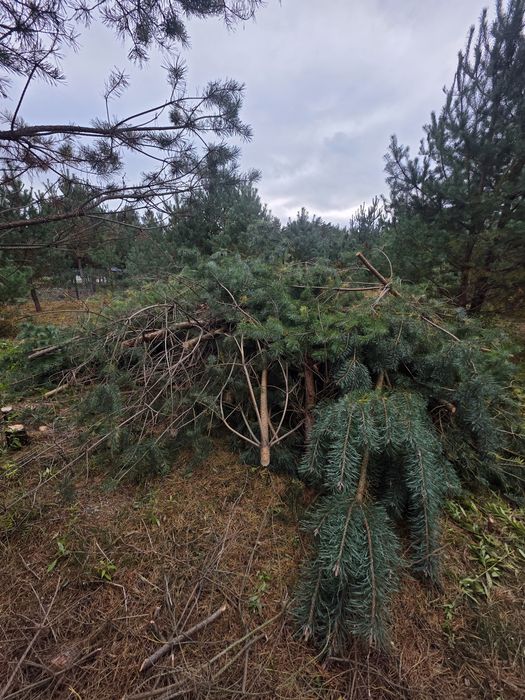 Oddam Drewno na opał