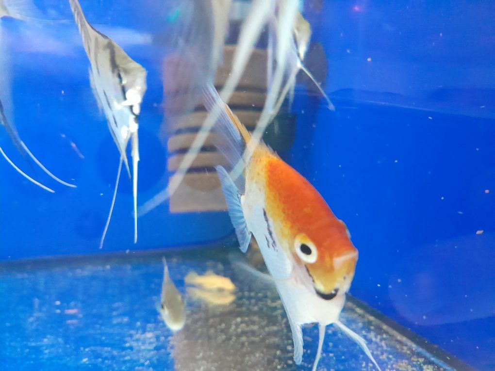 Skalar koi 6-8cm
