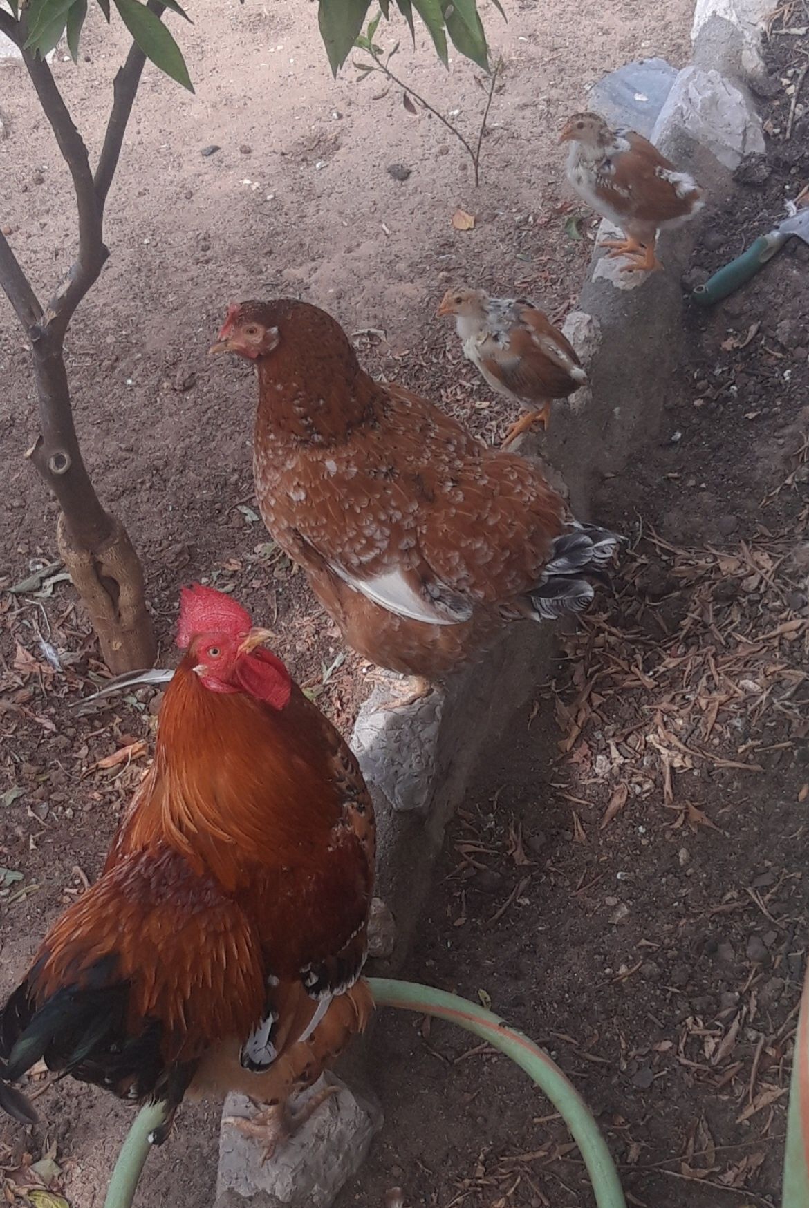 Galo, galinha e pintos