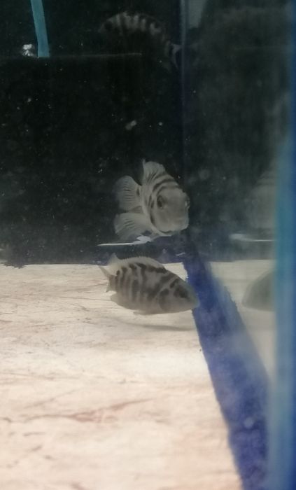 Acará do Congo juvenil